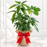 Mango Tree Son Pari Collectors Variety Grafted 