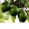 Lila Avocado Fruit