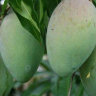 Mango Tree Himsagar Collectors Variety Grafted 