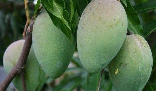 Mango Tree Himsagar Collectors Variety Grafted Baba, a great lover of the bengali 'himsagar' aam from west bengal, made sure we for gujaratis, loving the aam is a religion. mango tree himsagar collectors variety