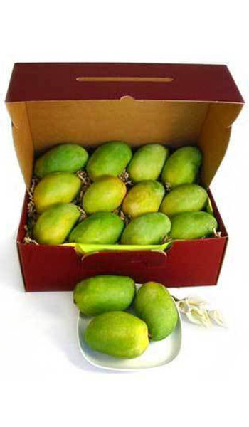 Mango Tree Himsagar Collectors Variety Grafted The varieties of indian mangoes that are available in west bengal are bombai, himsagar, kishen bhog, langra, fazli, gulabkhas, amrapalli, mallika. mango tree himsagar collectors variety