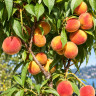 Peach Tree Grafted Peach Tree Grafted