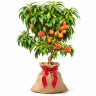 Peach Tree Grafted Peach Tree Grafted