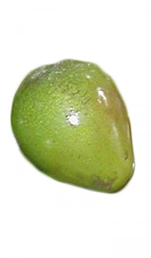 Poncho Avocado Fruit