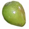 Poncho Avocado Fruit