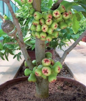 GreenWaxJambu3.jpg