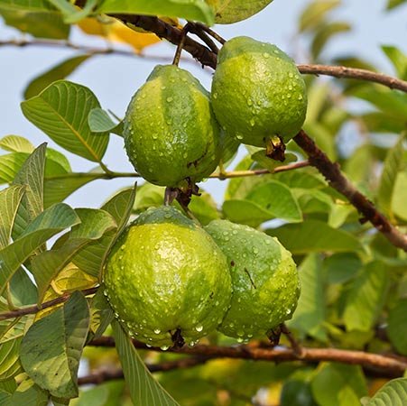 Guava Tree White Variety Guava Tree White Variety