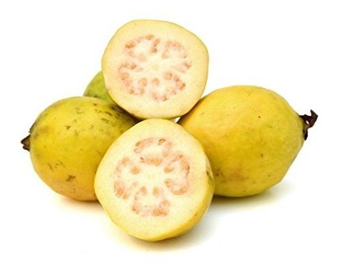 Guava Tree White Variety Guava Tree White Variety