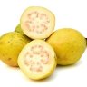 Guava Tree White Variety