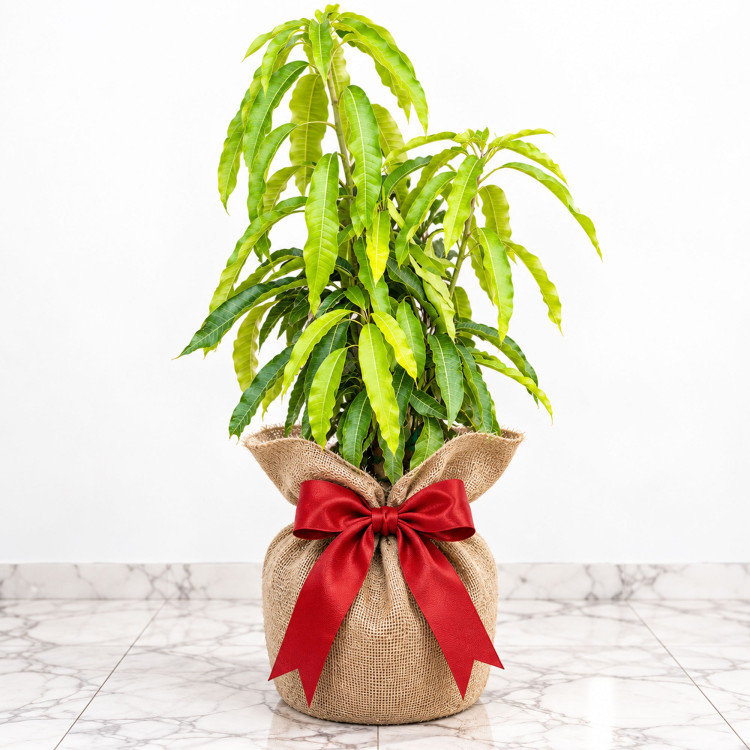 Mango Tree East Indian Variety Grafted