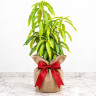 Mango Tree East Indian Variety Grafted Mango Tree East Indian Variety Grafted