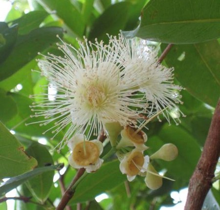 WhiteWaxJambu2.jpg WhiteWaxJambu2.jpg