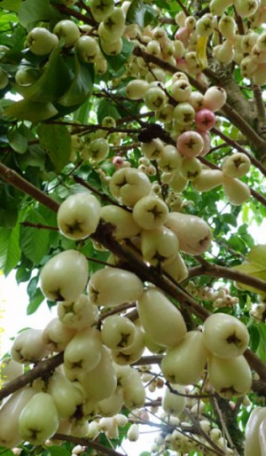 Wax Jambu White Variety Tree