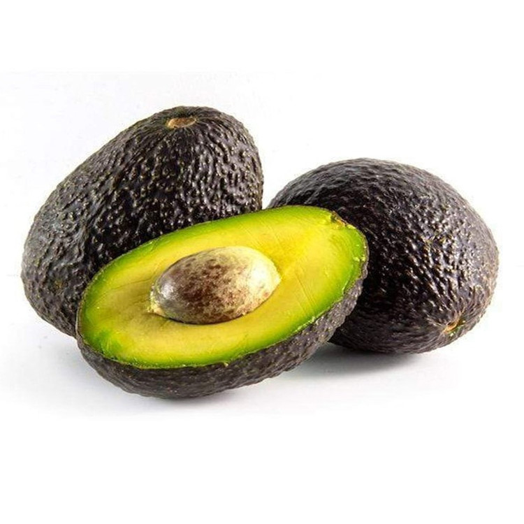 Avocado Tree Super Hass Variety Grafted  Avocado Tree Super Hass Variety Grafted