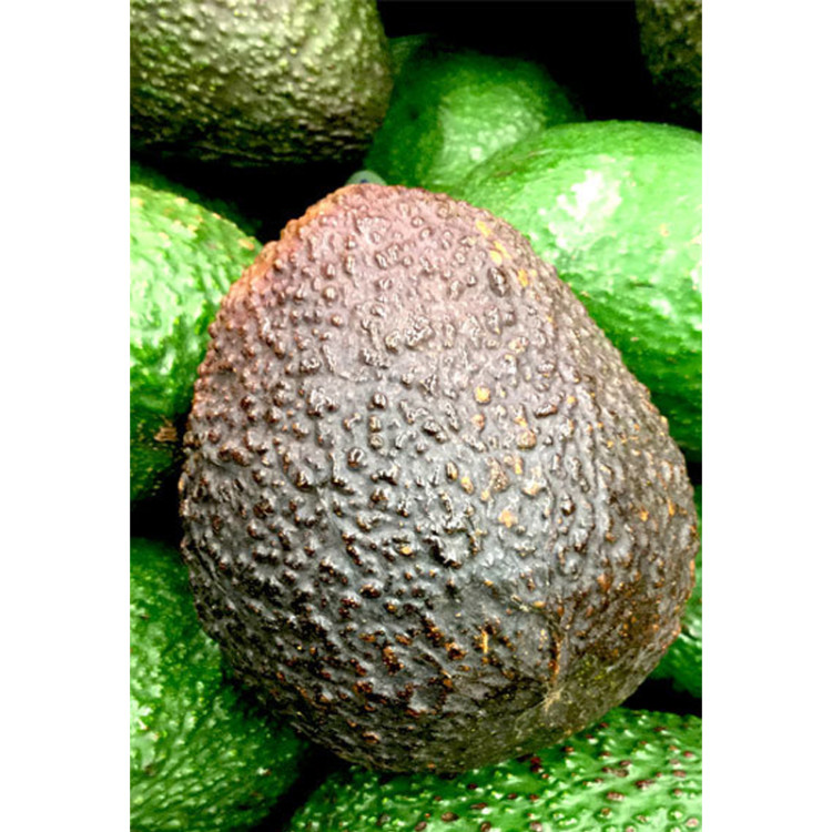 Avocado Tree Super Hass Variety Grafted  Avocado Tree Super Hass Variety Grafted