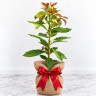 Avocado Tree Super Hass Variety Grafted Avocado Tree Super Hass Variety Grafted