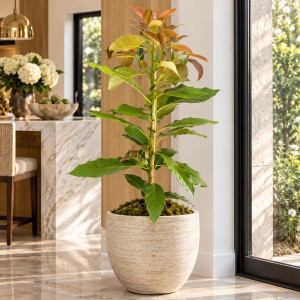 Avocado Tree Super Hass Variety Grafted 
