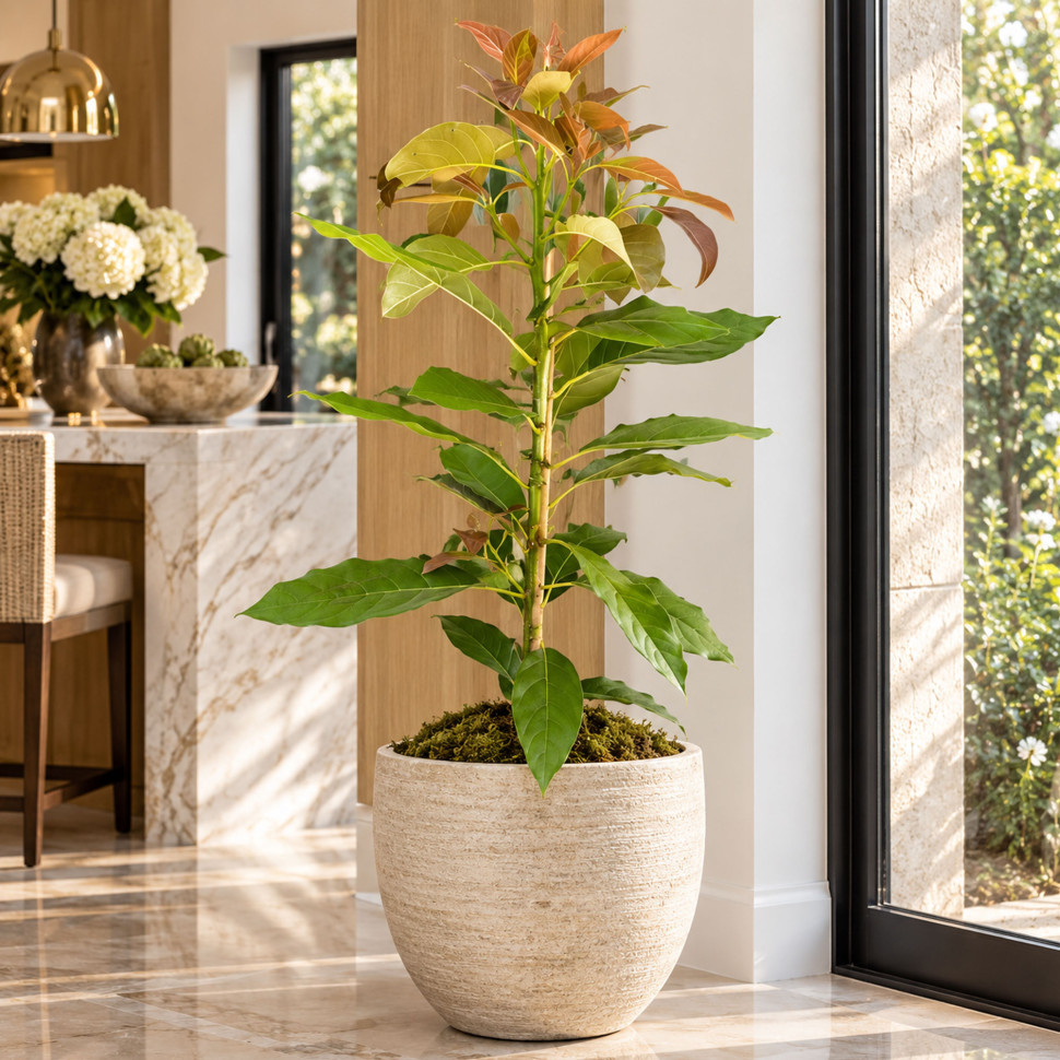 PlantOGram Super Hass Avocado Tree