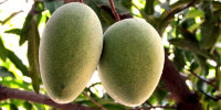Mango Tree Alampur Baneshan Indian Collectors Variety Grafted 