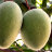 Mango Tree Alampur Baneshan Indian Collectors Variety Grafted 