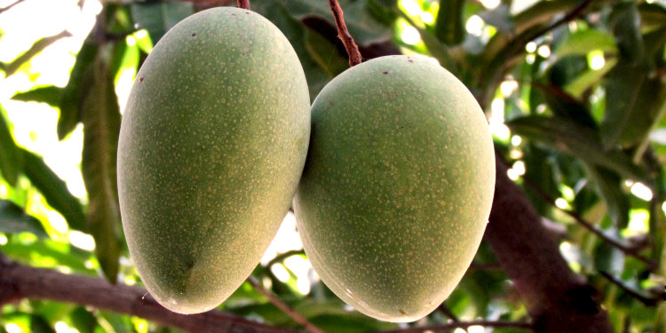 Mango Tree Alampur Baneshan Indian Collectors Variety Grafted Mango Tree Alampur Baneshan Indian Collectors Variety Grafted