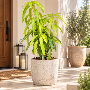 Mango Tree Alampur Baneshan Indian Collectors Variety Grafted 