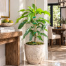 Mango Tree Fairchild Semi-Dwarf Variety Grafted