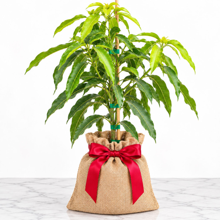 Mango Tree Fairchild Semi-Dwarf Variety Grafted