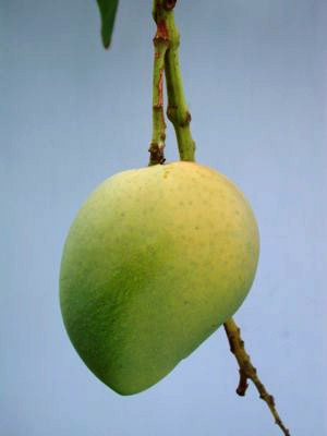 Fairchild Mango fruit Fairchild Mango fruit