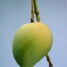 Fairchild Mango fruit