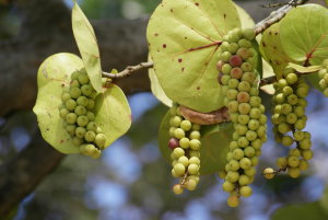 Sea Grape