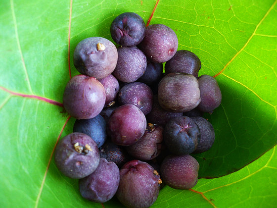 Sea Grape Fruit Sea Grape Fruit
