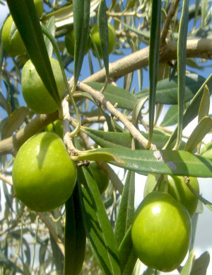 Olive Tree Nocellara Del Belice Variety