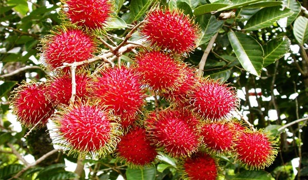 12” Rambutan Exotic Fruit tree Seedlings 6”