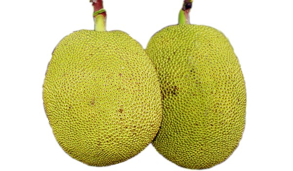 Jackfruit Jackfruit