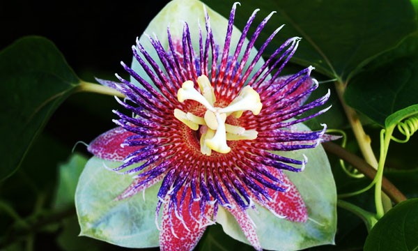 Sweet Calabash Flower