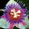 Sweet Calabash Flower