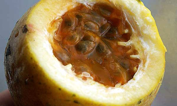 Sweet Calabash Fruit