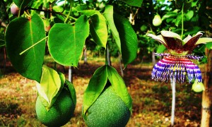 Sweet Calabash Flower and Fruit