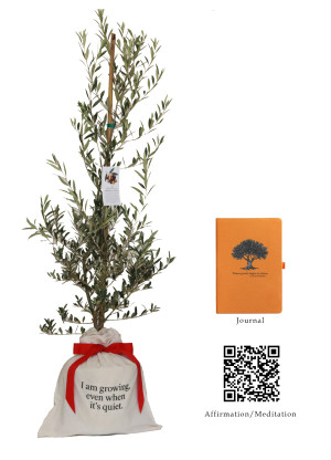 Olive Tree Arbequina Variety Reflection Series