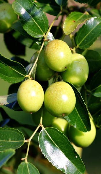 Jujubes, Chinese Dates or Custard Apples