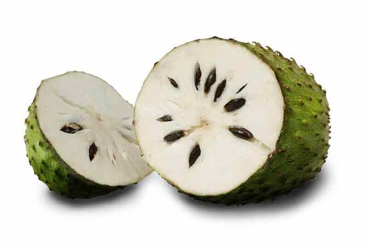 SourSopGuanabana Tree SourSopGuanabana Tree