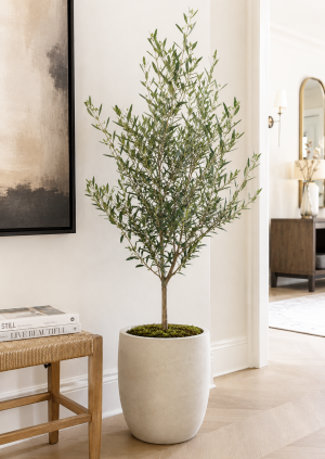 Olive Tree Arbequina Variety