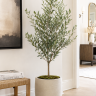 Olive Tree Arbequina Variety