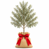 Arbequina Olive Gift