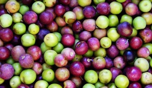 Arbequina Olive Tree