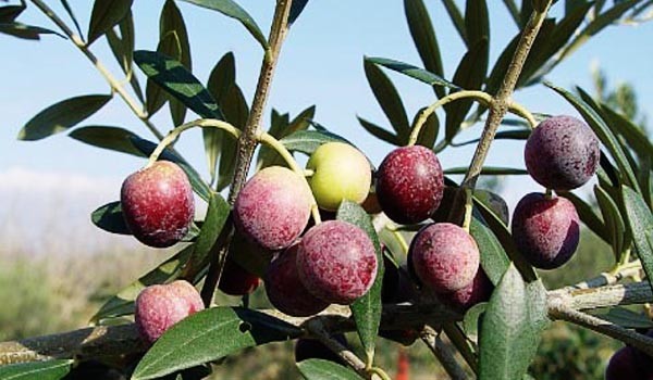 Arbequina Olive Arbequina Olive