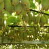 Kiwi Vines