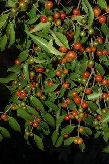 Guavaberry - Rumberry