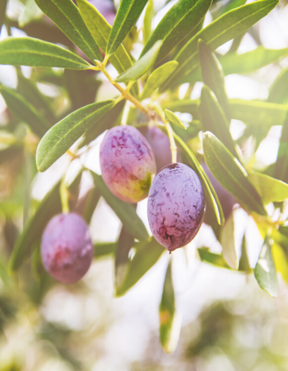 Frantoio Olive Fruit